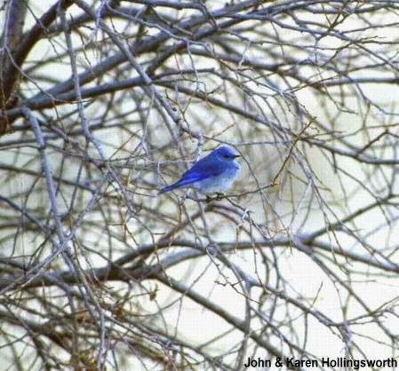 BLUE BIRD - JOHN, KAREN HOLLINGSWORTH - CROPPED # 2